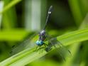 Micrathyria mengeri (Fork-tipped Dasher) male.jpg